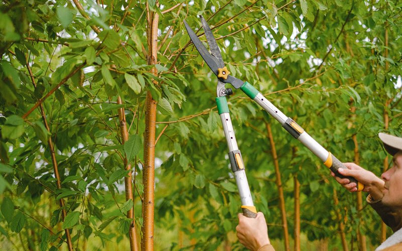 Tree trimming in Doniphan, NE
